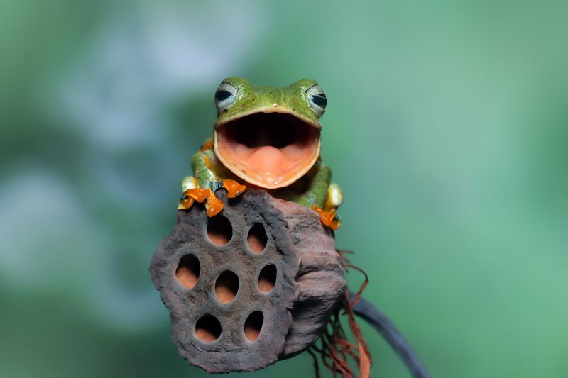 CBSE Class 5 English – The Lazy Frog