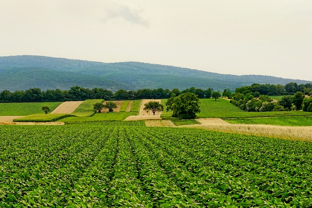 CBSE Class 5 Social Studies – Agriculture in India