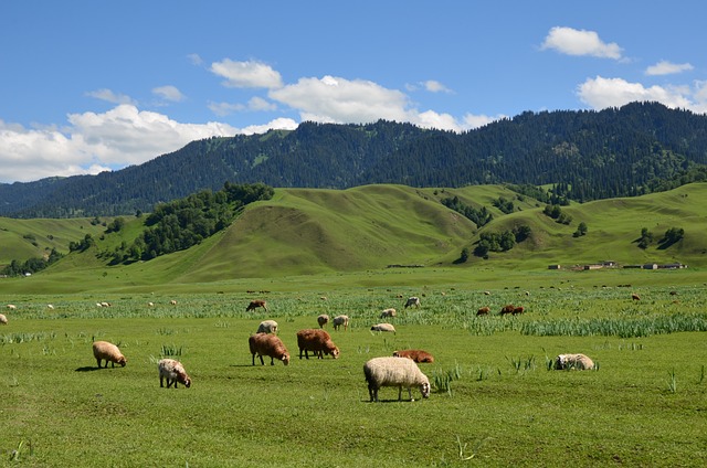 CBSE Class 5 Social Studies – The Landforms of the Earth