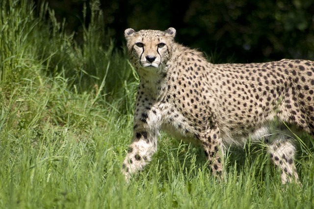 CBSE Class 5 Science – Animals: How They Survive