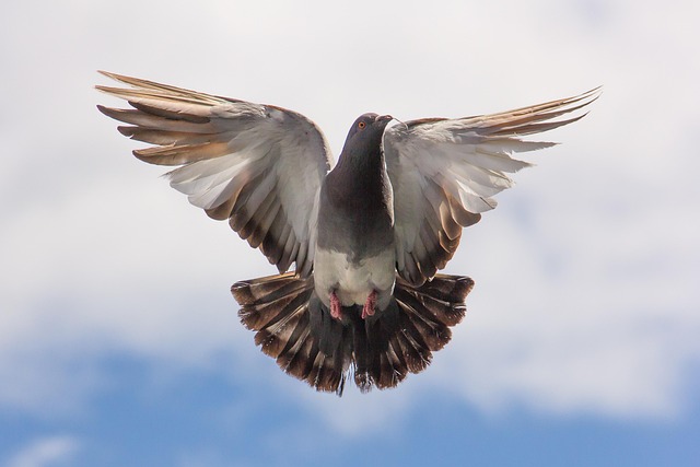 CBSE Class 5 English – Flying Together