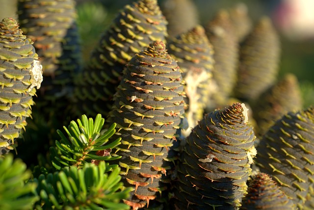 CBSE Class 4 English – The Little Fir Tree