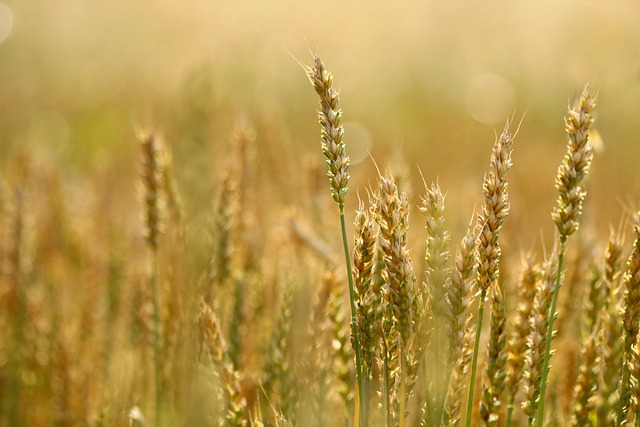 CBSE Class 8 Science – Crop Production and Management