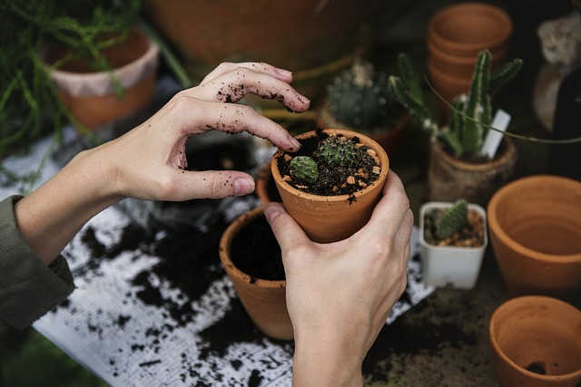 CBSE Class 6 Science – Getting to Know Plants
