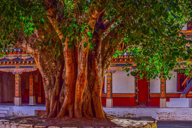 CBSE Class 6 English – The Banyan Tree