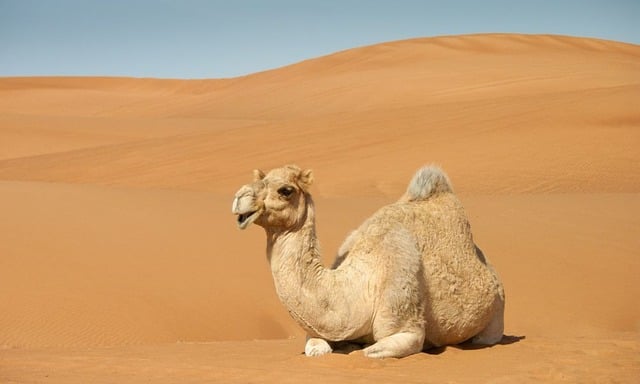 CBSE Class 6 English – Desert Animals