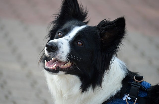 CBSE Class 6 English – How the Dog Found Himself a New Master!