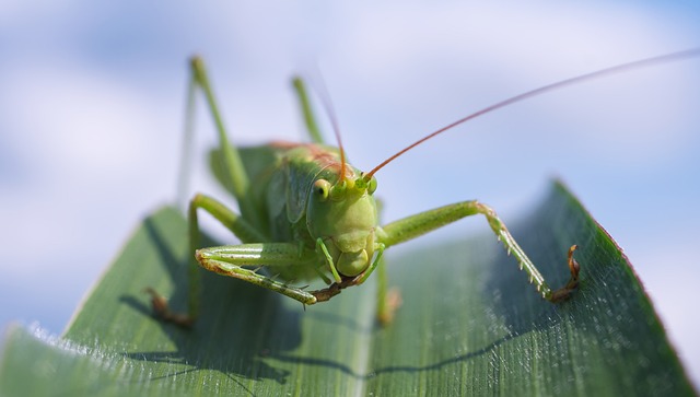 CBSE Class 8 English–Poem: On the Grasshopper and the Cricket