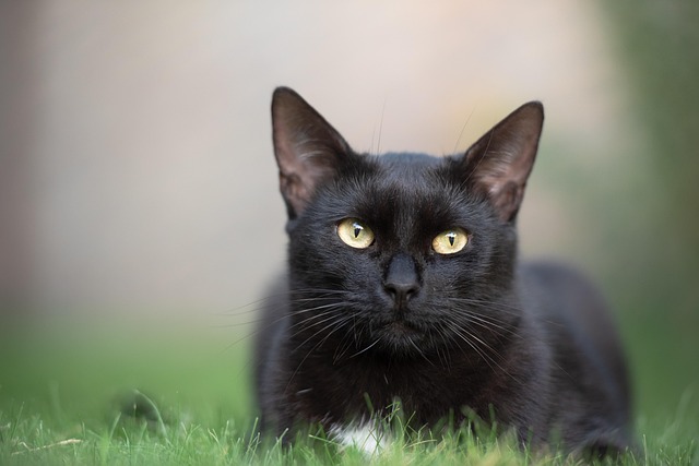 CBSE Class 8 English – Poem: Macavity: The Mystery Cat