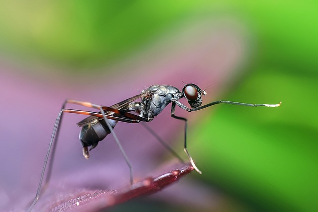 CBSE Class 8 English – Poem: The Ant and the Cricket