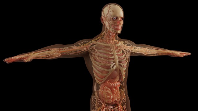 CBSE Class 3 Science – Our Body and Its Functions