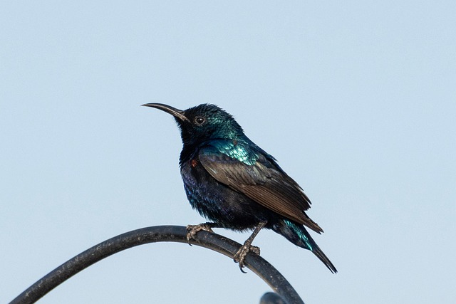 CBSE Class 3 Science – Birds and Their Beaks