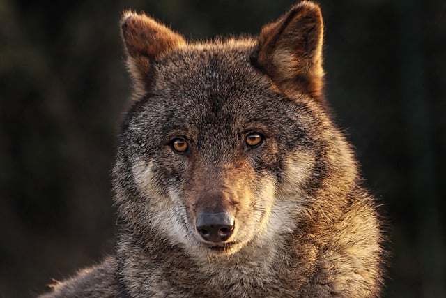 CBSE Class 3 Science – Animals: Our Friends