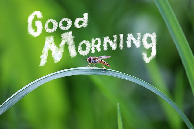 CBSE Class 3 English – Good Morning