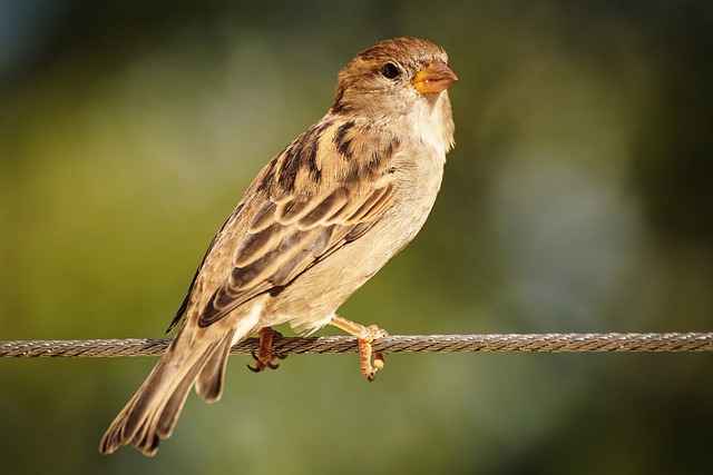 CBSE Class 3 English – Nina and the Baby Sparrows