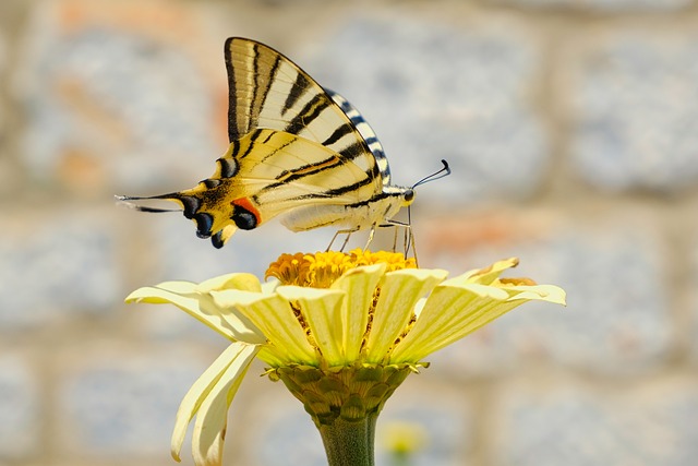 CBSE Class 3 English – The Yellow Butterfly