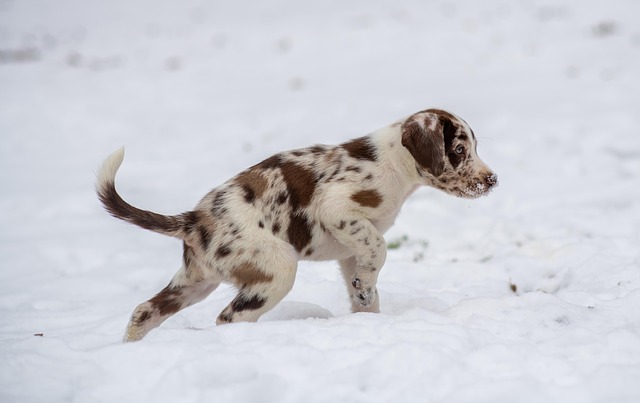 CBSE Class 3 English – Puppy and I