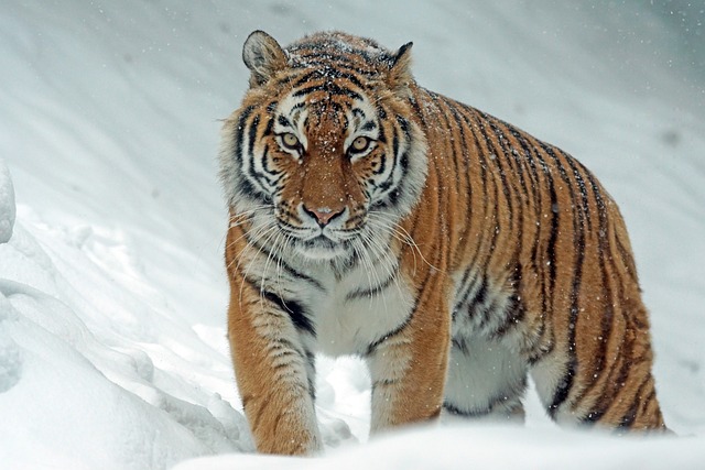 CBSE Class 3 English – Little Tiger, Big Tiger