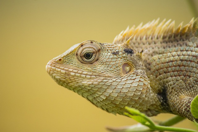 CBSE Class 3 English – How Creatures Move