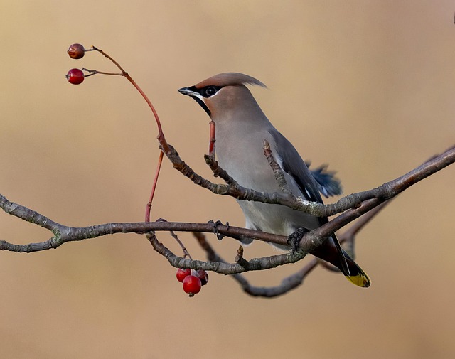 CBSE Class 3 English – Bird Talk