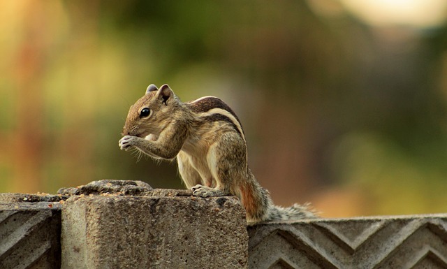 CBSE Class 7 English – Poetry: The Squirrel