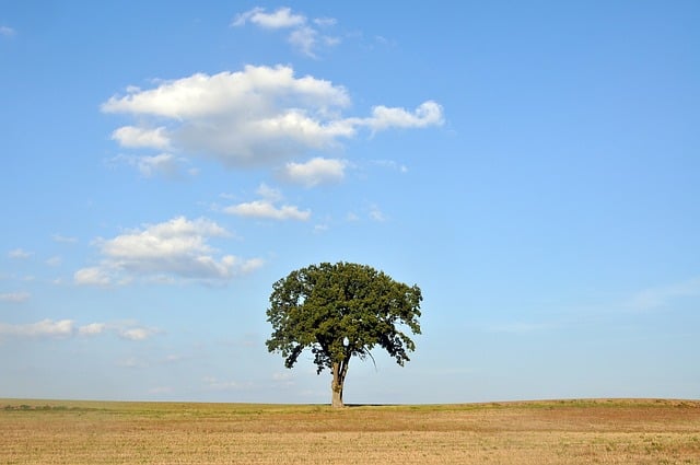 CBSE Class 9 English – Beehive: On Killing a Tree