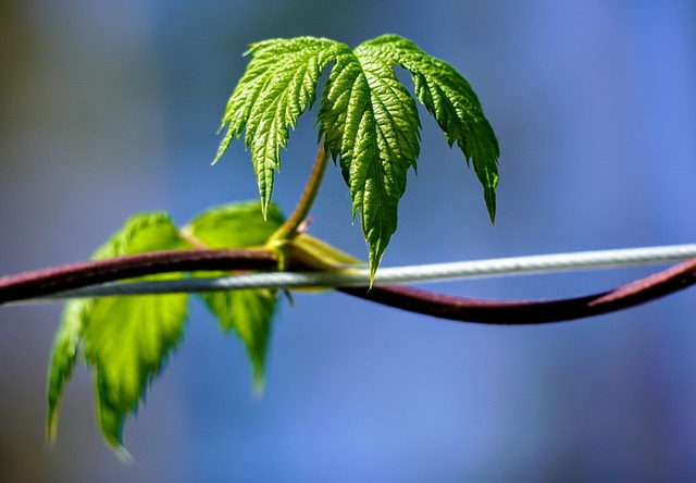 CBSE Class 9 English – Moments:The Last Leaf