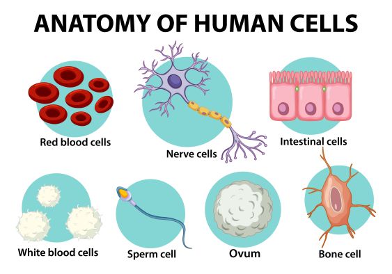 CBSE Class 9 Science – Tissues