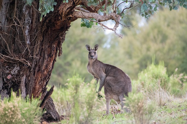 CBSE Class 9 English – Beehive: The Duck and the Kangaroo