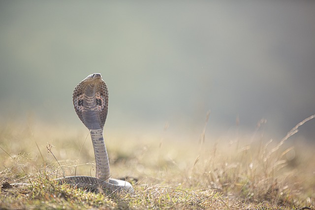 CBSE Class 9 English – Beehive: The Snake and the Mirror