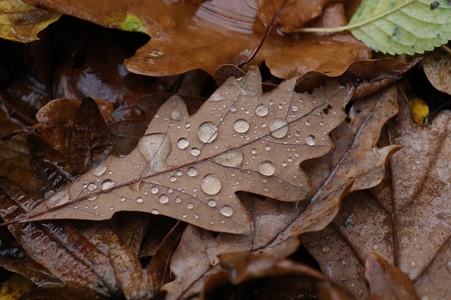 CBSE Class 9 English – Beehive: Rain on the Roof