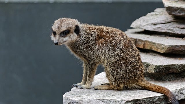 CBSE Class 10 English – How to Tell Wild Animals