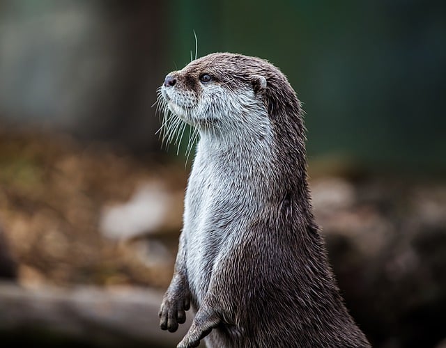 CBSE Class 10 English – Mijbil the Otter
