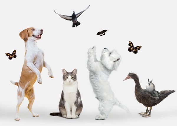 CBSE Class 6 Science – Living Creatures: Exploring their Characteristics