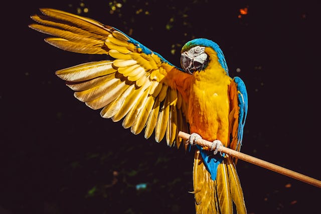 CBSE Class 6 English – What a Bird Thought
